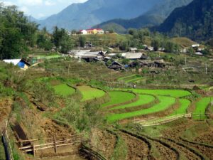 قرية شين تشاي