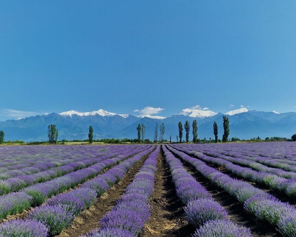 مزرعة اللافندر إيسنسو غابالا