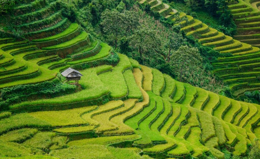 Terraced Rice Fields