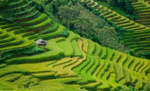 Terraced Rice Fields