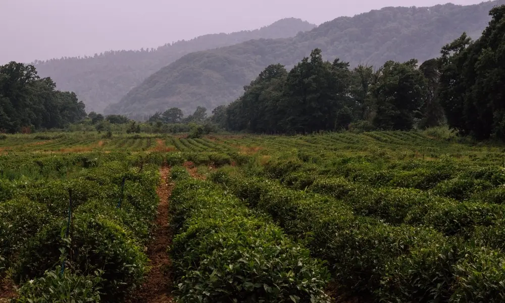 مزارع الشاي (Tea Plantations)