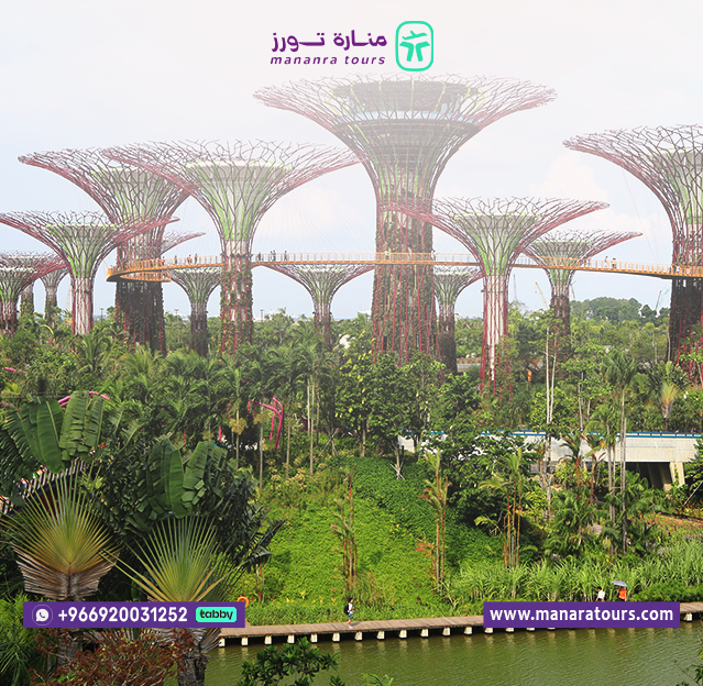 باكدجات السفر الاقتصادية إلى سنغافورة