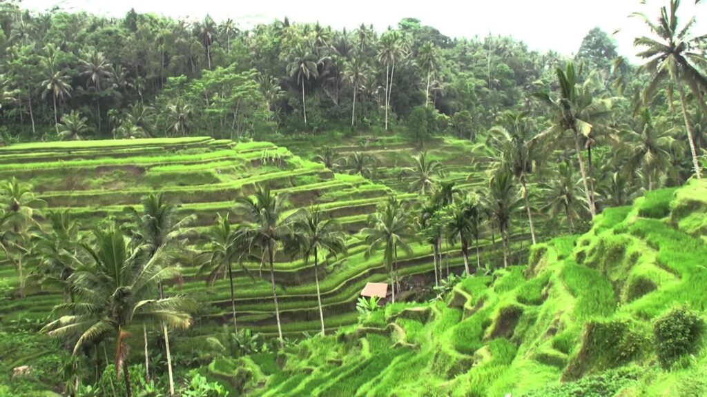 حقول الأرز تقاللانق