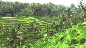 حقول الأرز تقاللانق