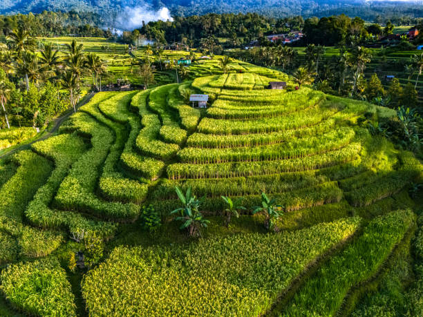 مدرجات أرز جاتيلويه