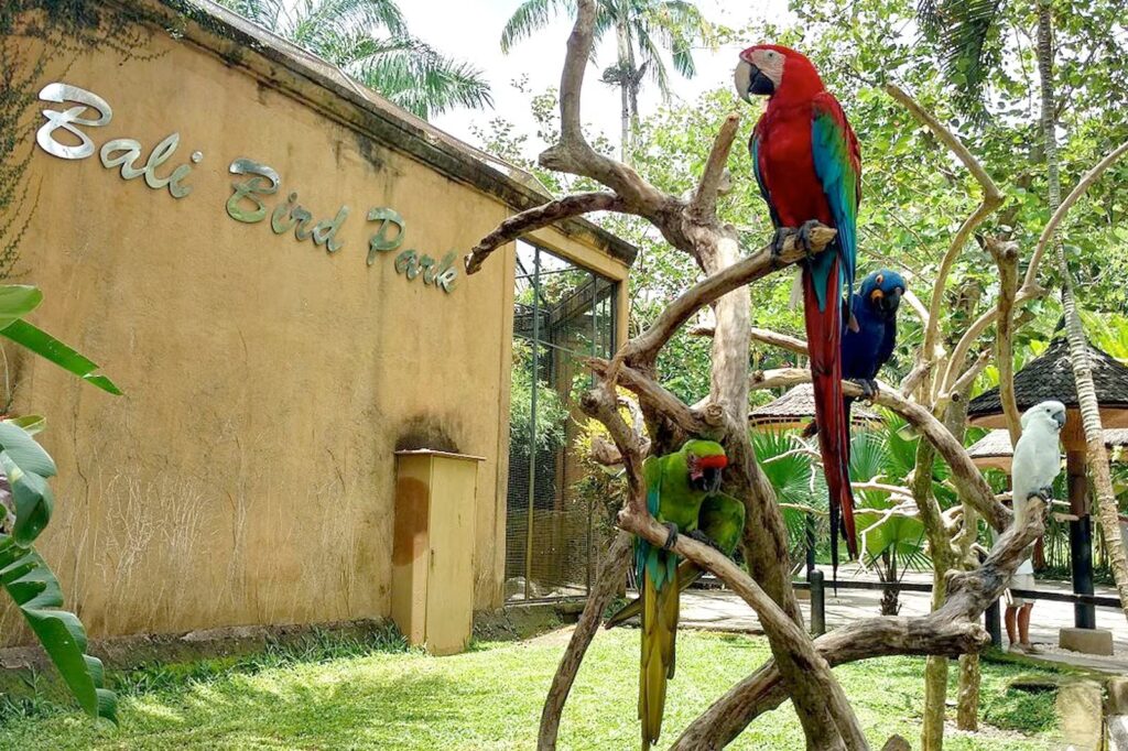 حديقة طيور بالي