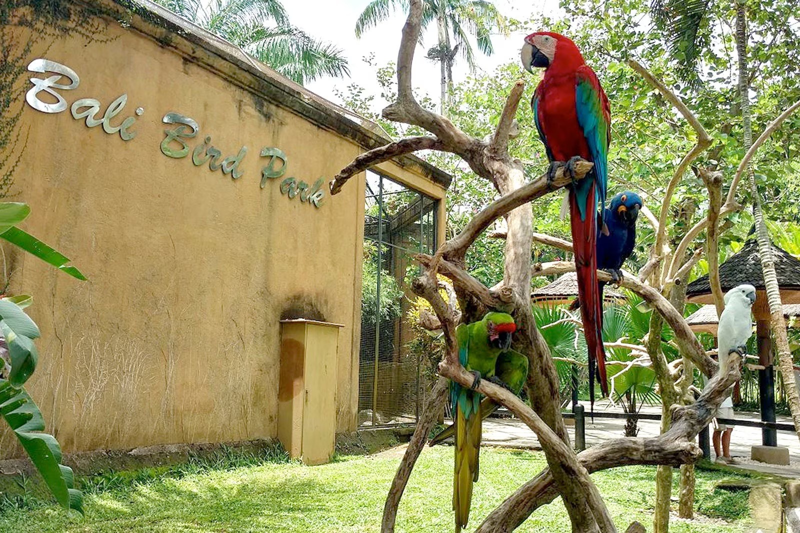 حديقة طيور بالي