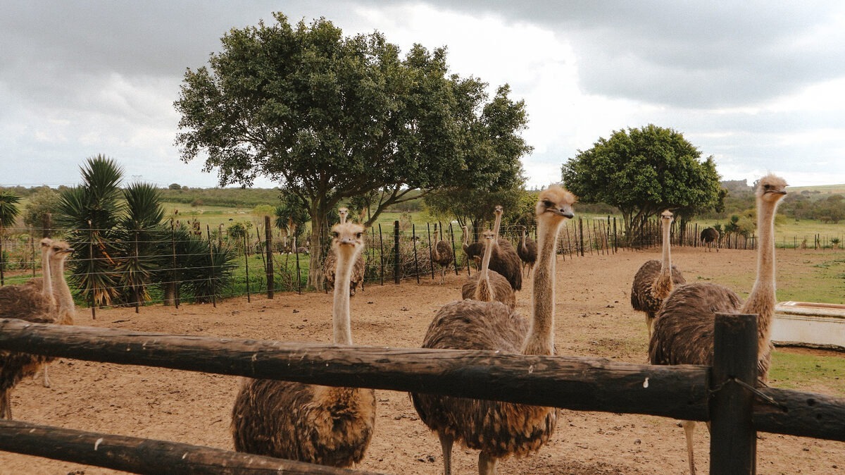 Ostrich Ranch