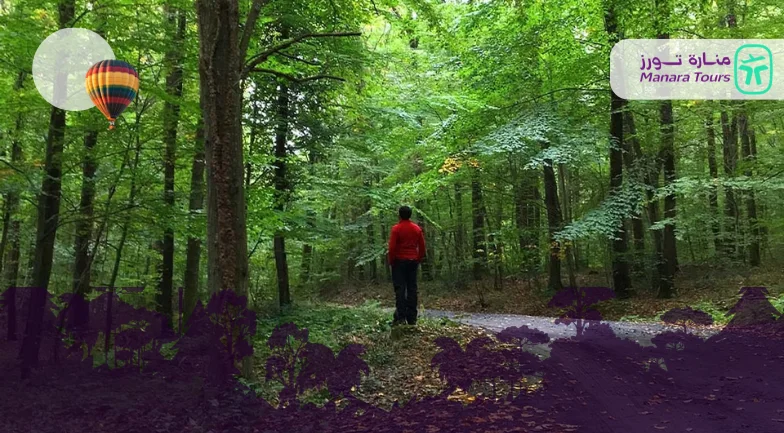 غابة بلغراد