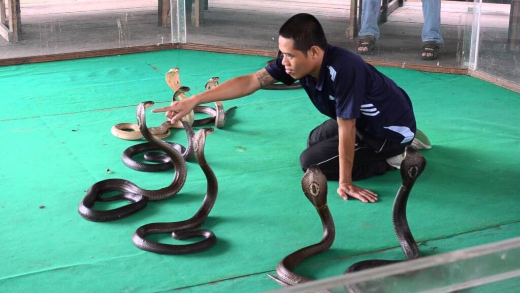 مزرعة الثعابين