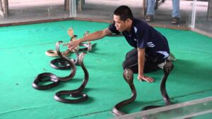 مزرعة الثعابين