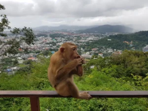 تل القرود بوكيت