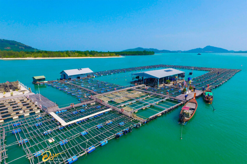 مزرعة اللؤلؤ بوكيت