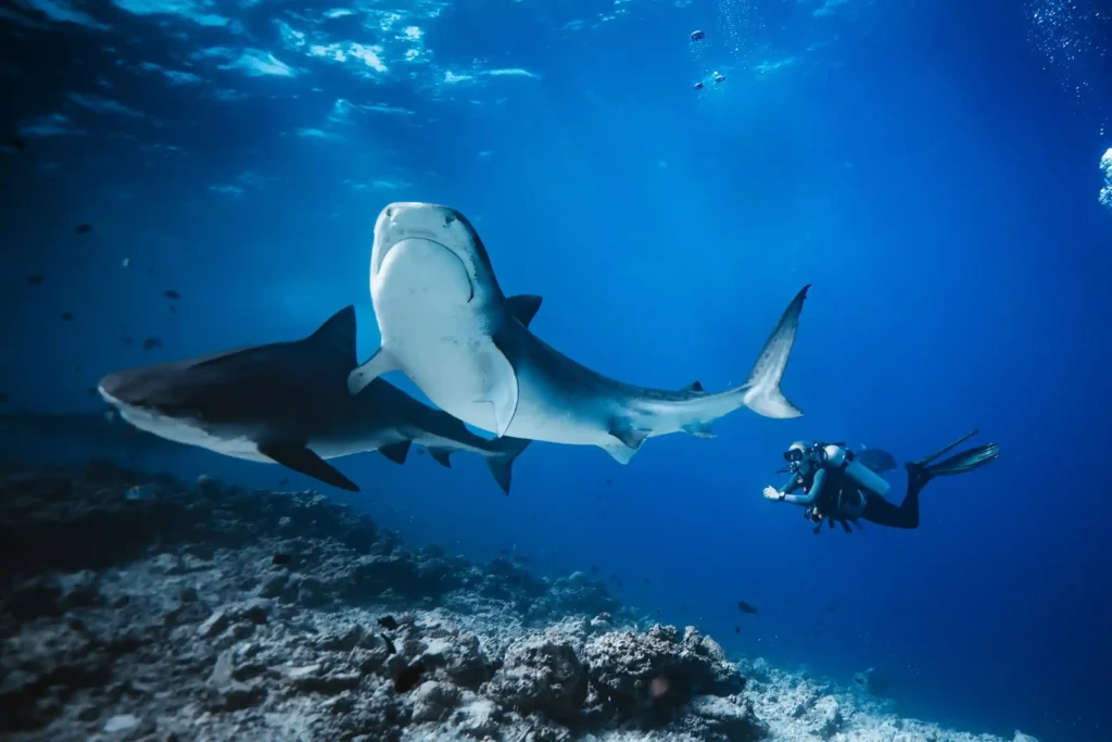 مواقع غوص قرش النمر (Tiger Shark Diving) مواقع غوص قرش النمر (Tiger Shark Diving)