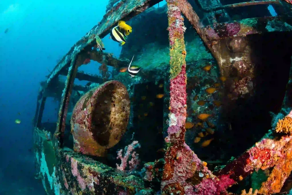 موقع غوص سفينة الولاء البريطانية (British Loyalty Wreck) موقع غوص سفينة الولاء البريطانية (British Loyalty Wreck)