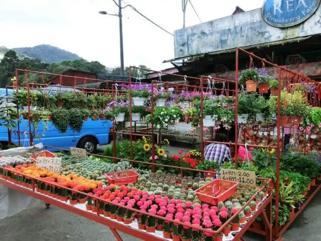 .Kea Farm