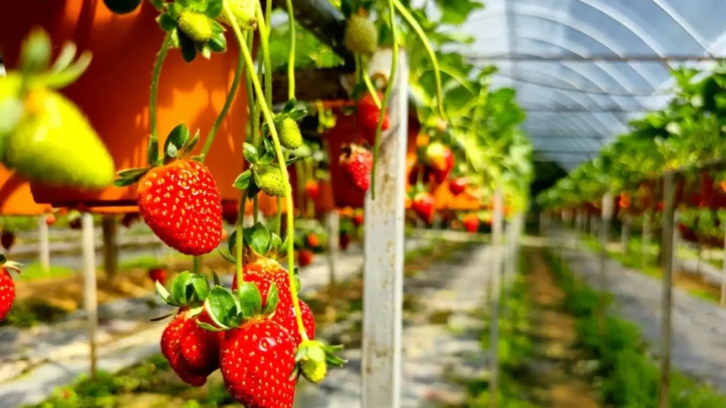 مزارع الفراولة (Strawberry Farms