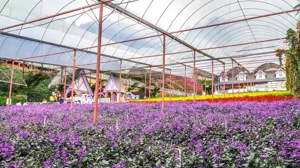 حديقة الزهور (Lavender Gardens & Rose Centre