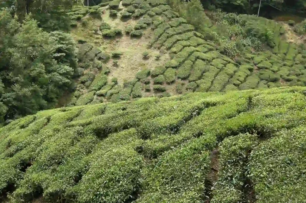 مزارع الشاي Cameron Tea Plantations