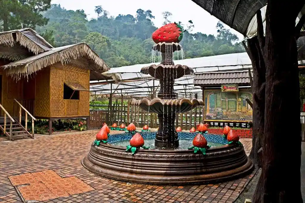مزرعة الفراولة في جنتنج (Genting Strawberry Leisure Farms)