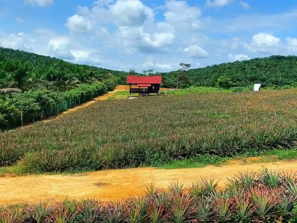 مزرعة سكاى لادر للأناناس (Sky Ladder Pineapple Farm) مزرعة سكاى لادر للأناناس (Sky Ladder Pineapple Farm)
