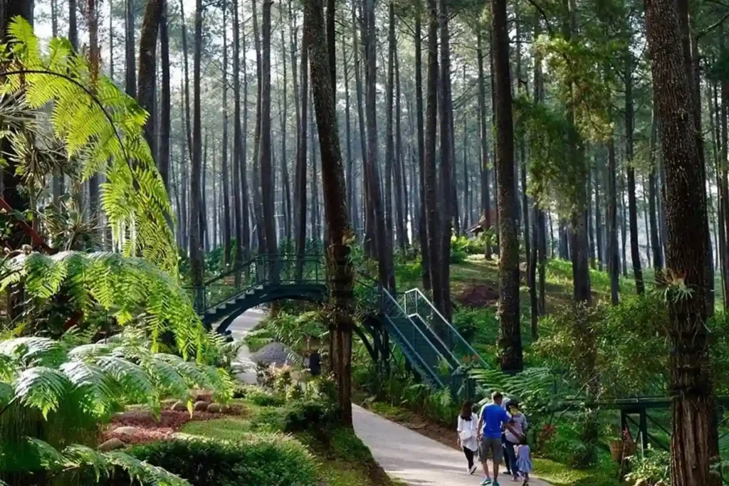 غابة الصنوبر سيكول (Cikole Pine Forest)