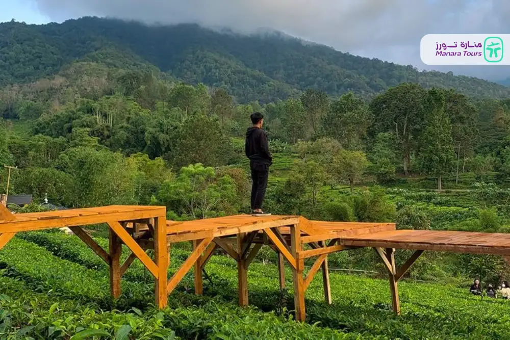 مزارع الشاي الخضراء في بونشاك (Gunung Mas Tea Gardens)