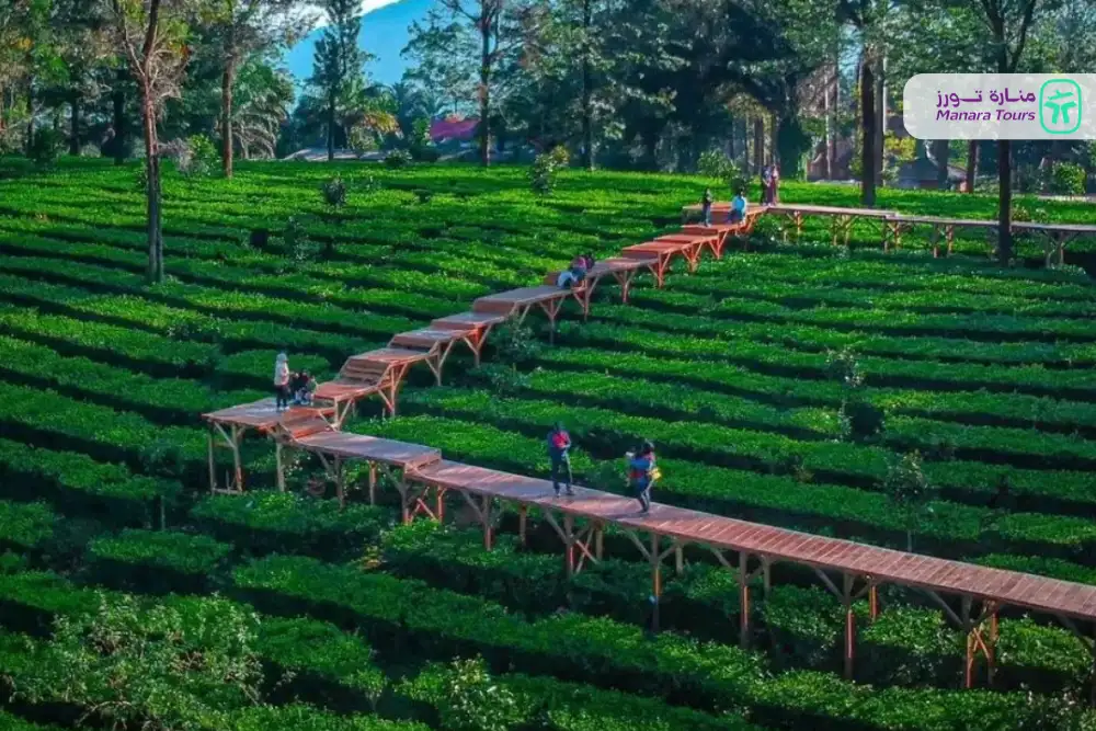 مزارع الشاي الخضراء في بونشاك (Gunung Mas Tea Gardens)