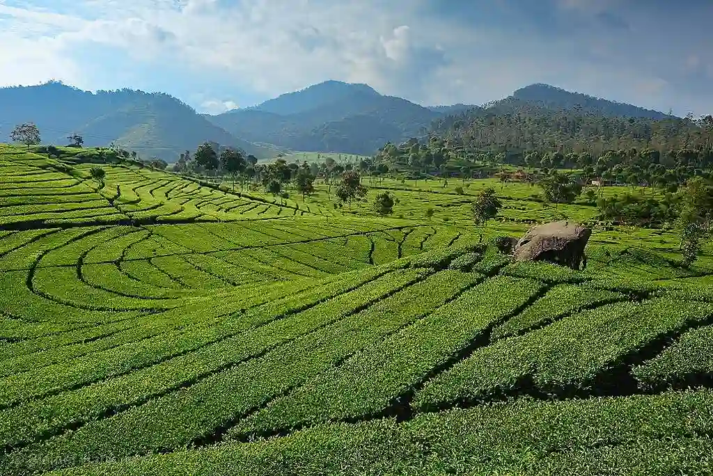 مزارع الشاي تشيويداي (Ciwidey Tea Plantations)