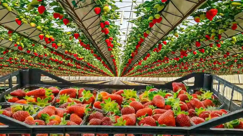 مزرعة الفراولة في باندونق (Strawberry Farm)