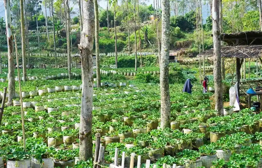 حدائق الفراولة في سيويدي (Ciwidey Strawberry Farm)