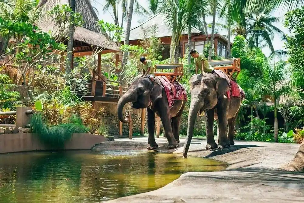 حديقة الفيلة (Lombok Elephant Park)