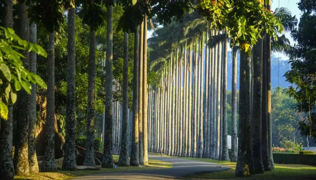 الحديقة النباتية الملكية في بيرادنيا (Royal Botanic Gardens)