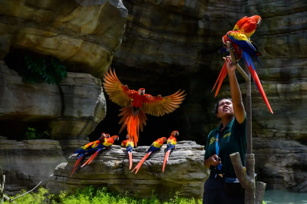 Bird Paradise (فردوس الطيور)